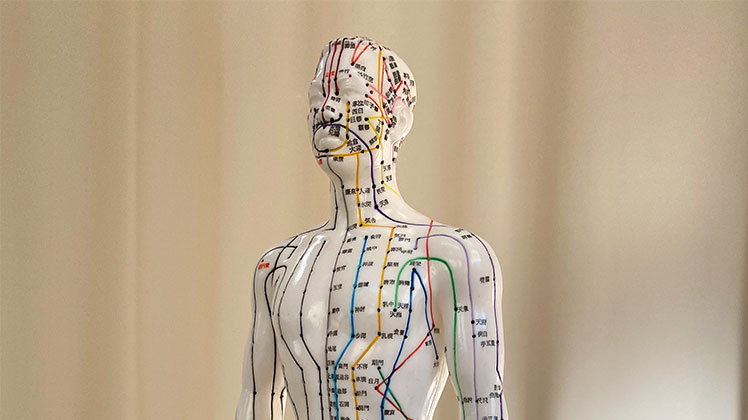 ツボ・経絡の模型モデル画像